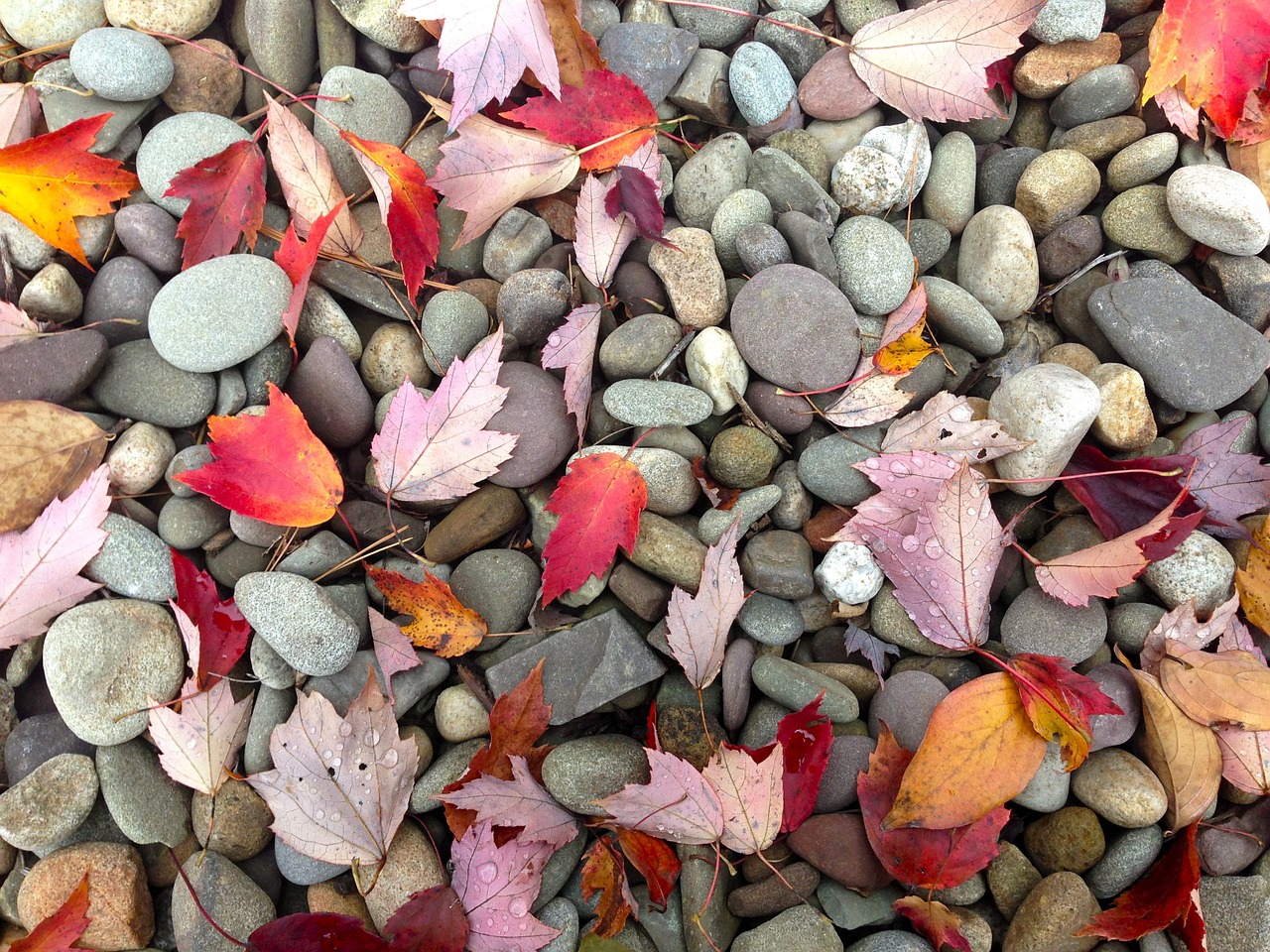 pebbles leaves fall free photo