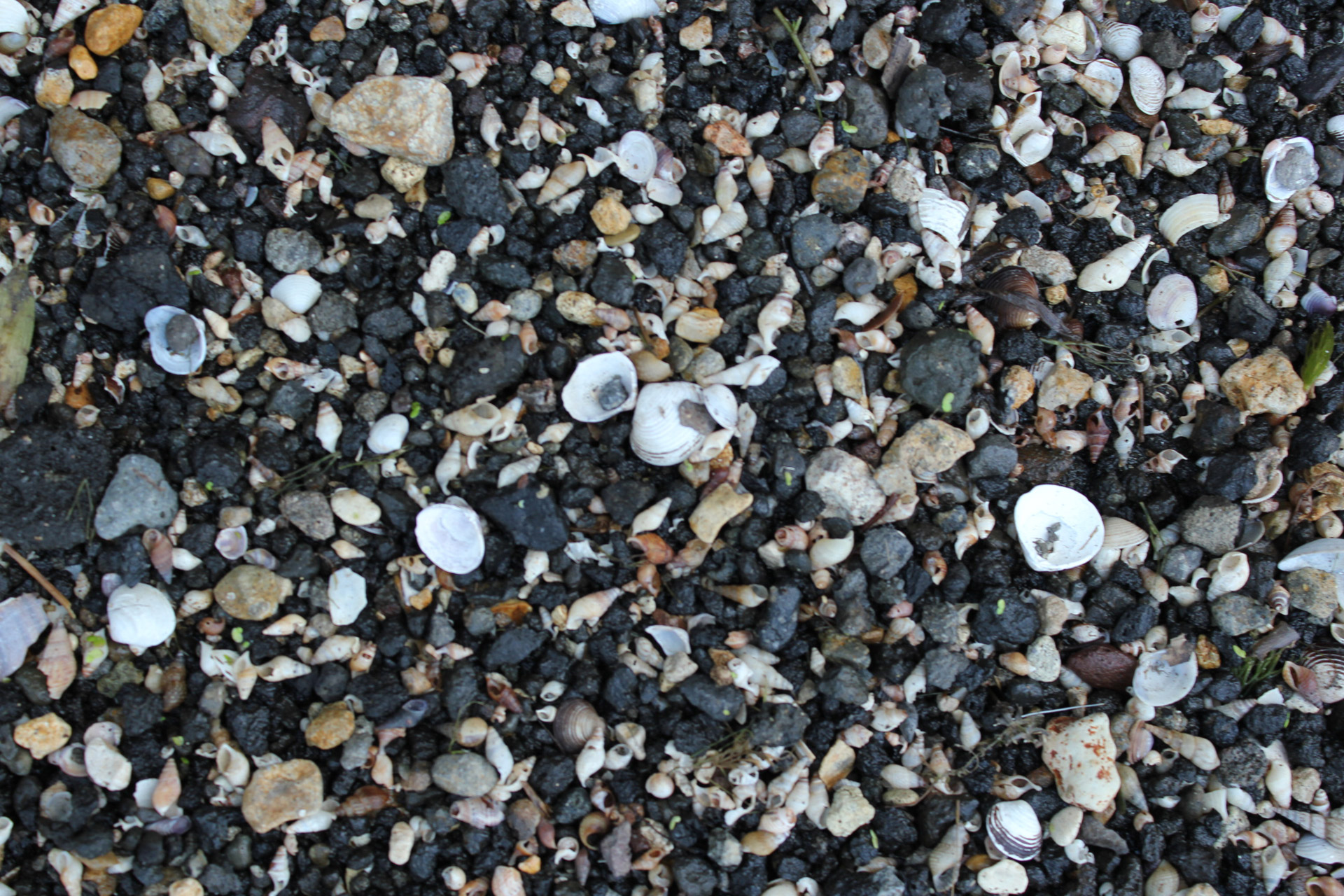 pebbles shells black pebbles free photo
