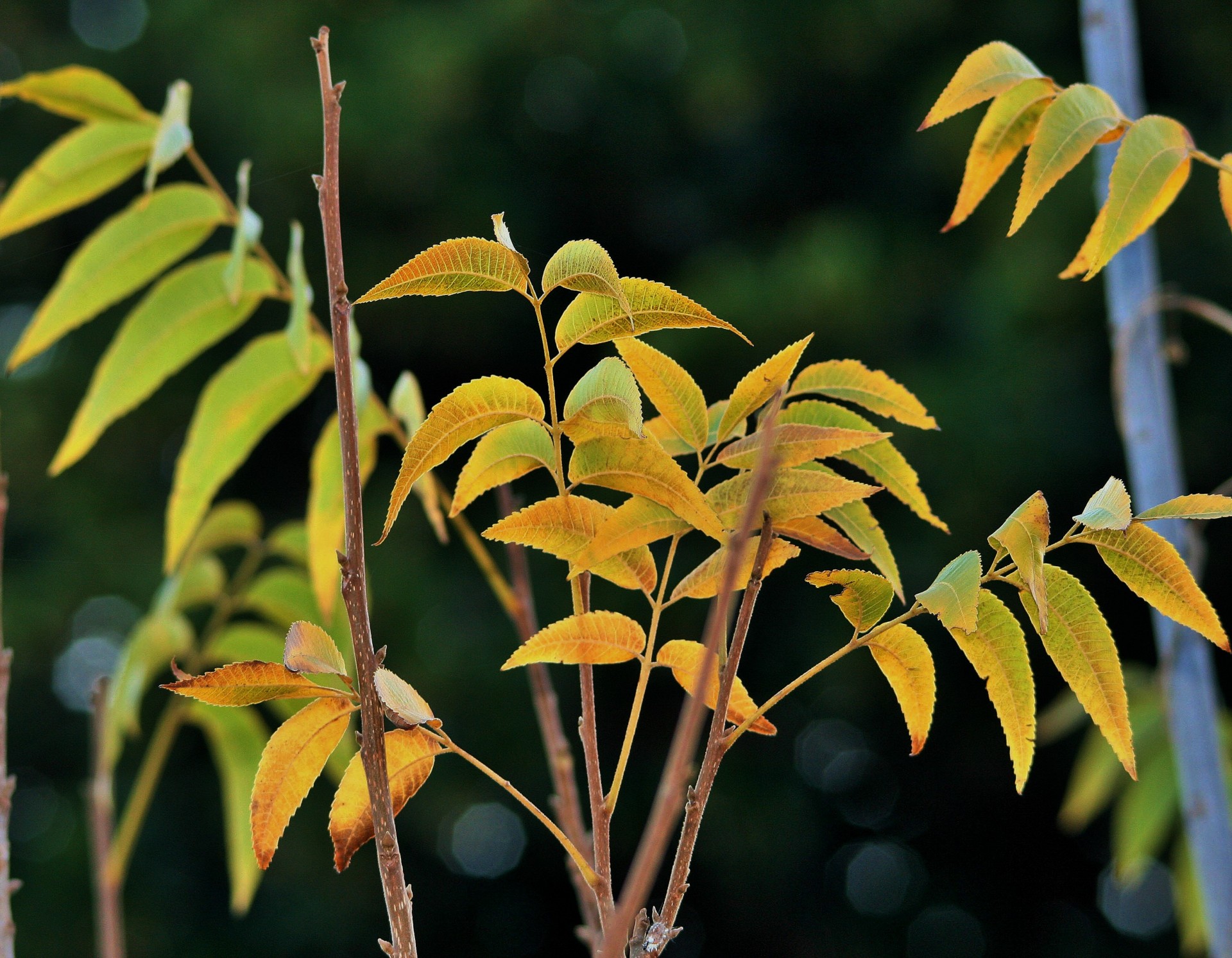 leaves colour yellow free photo