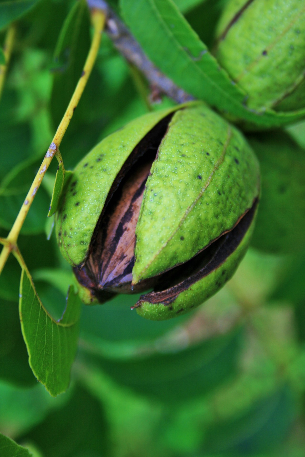 nut fruit pecan free photo