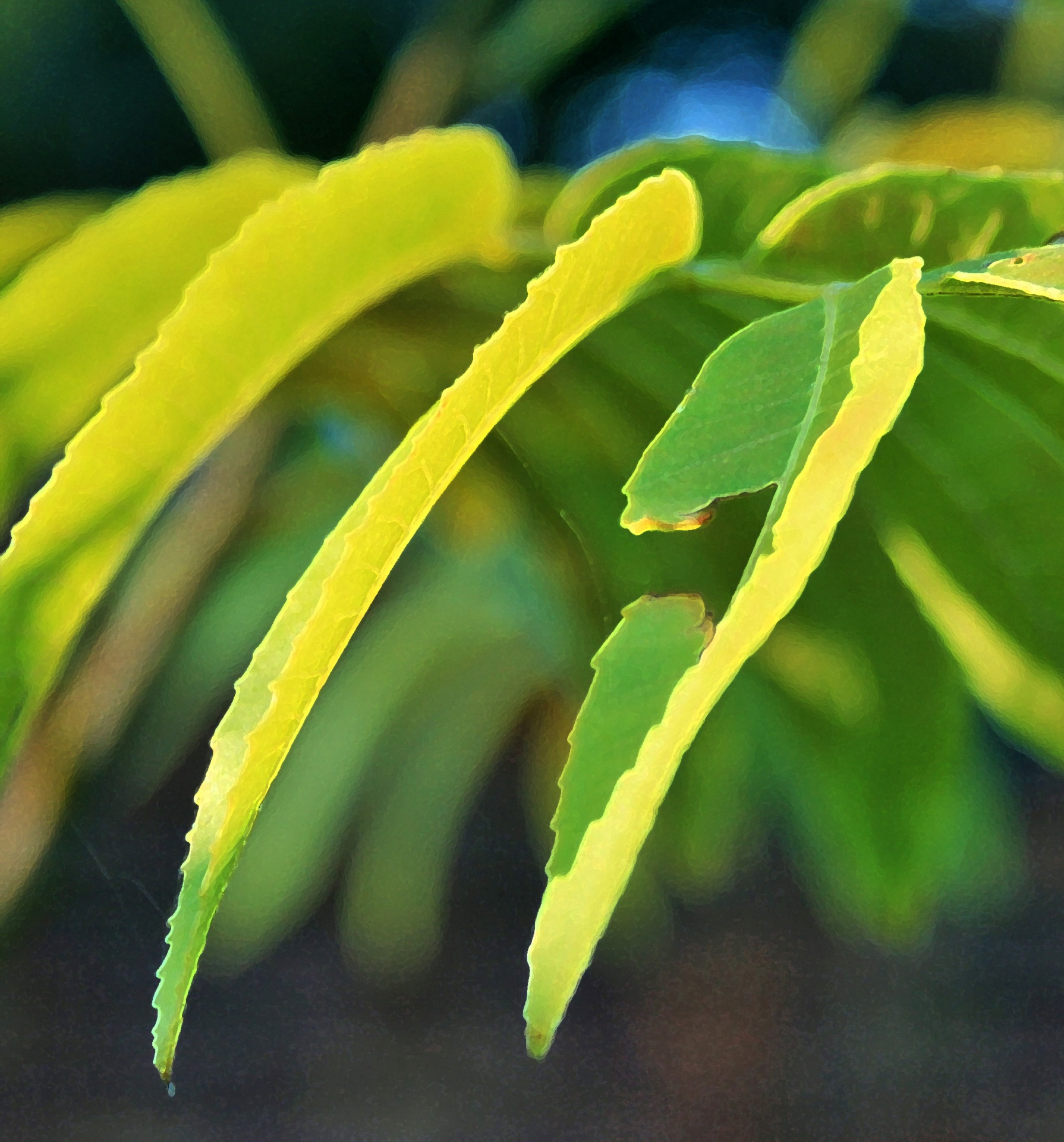 leaves slim green free photo