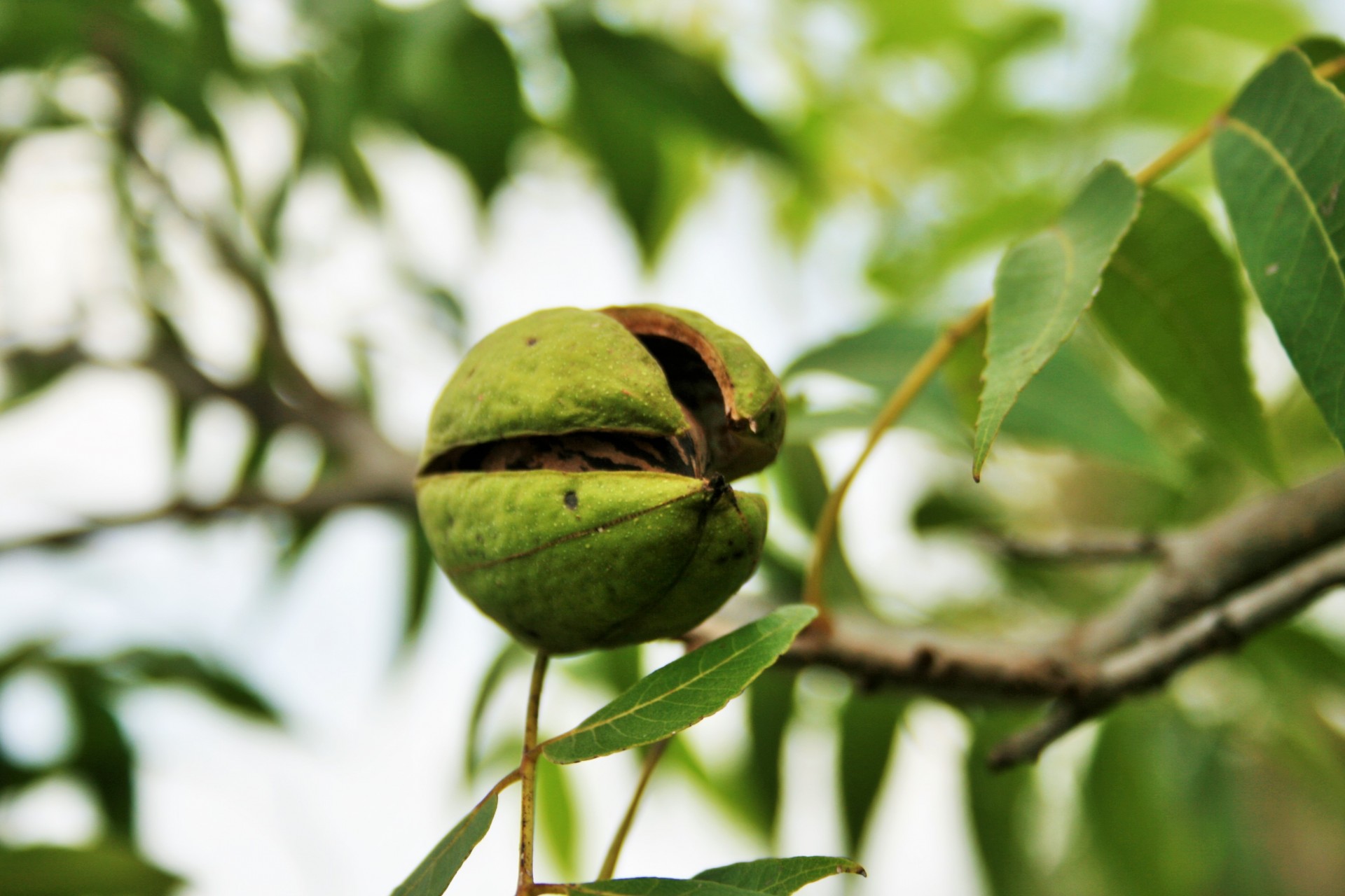 fruit nut pecan free photo