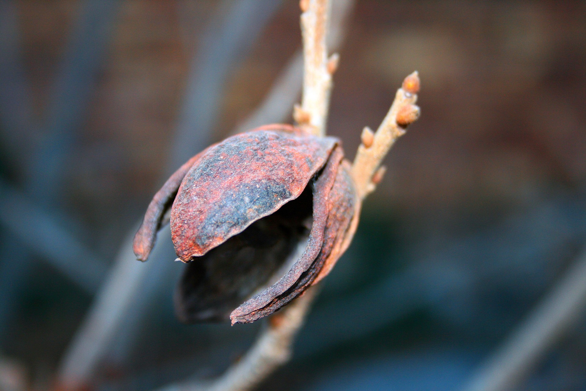 nut shell casing free photo