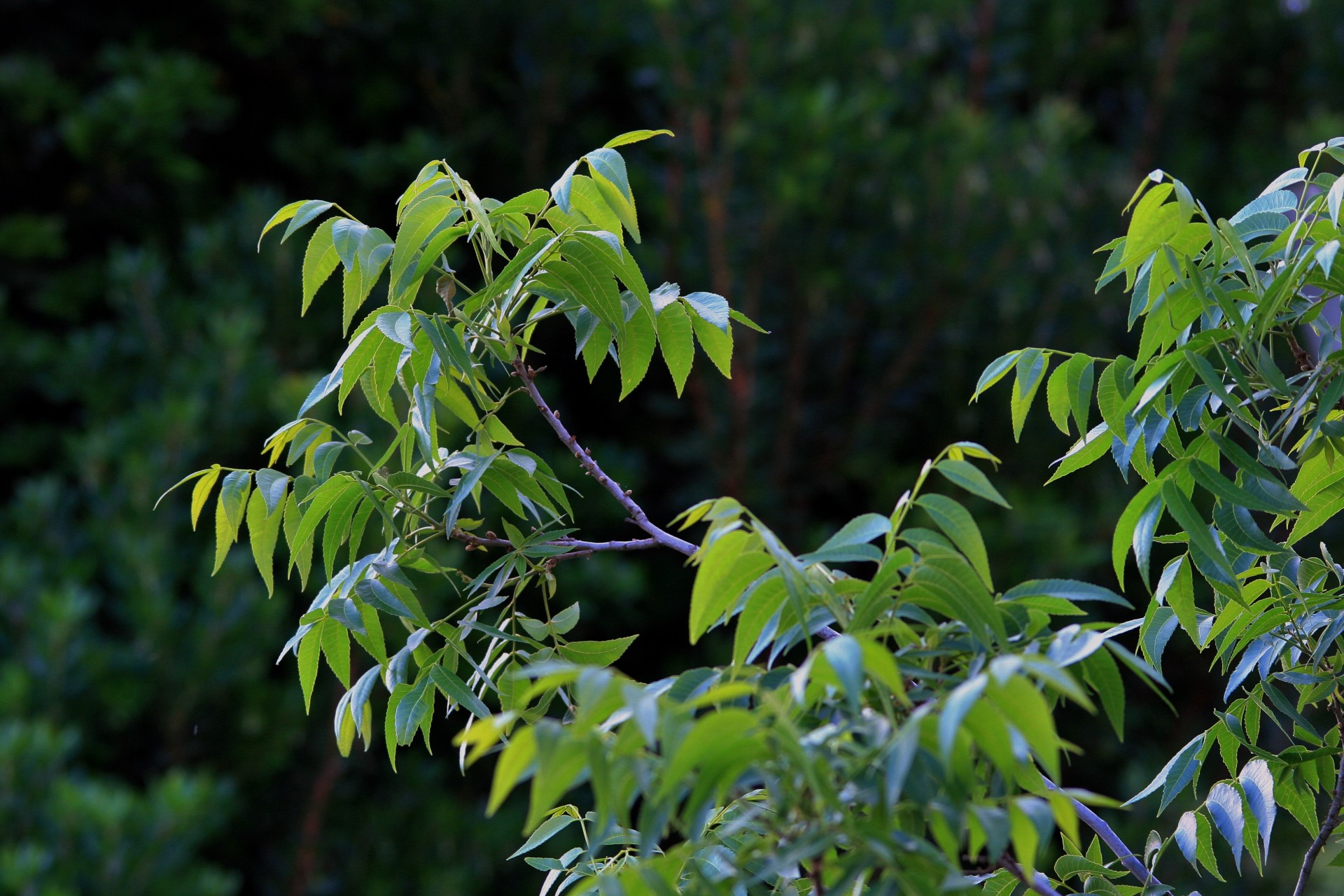 tree leaves green free photo