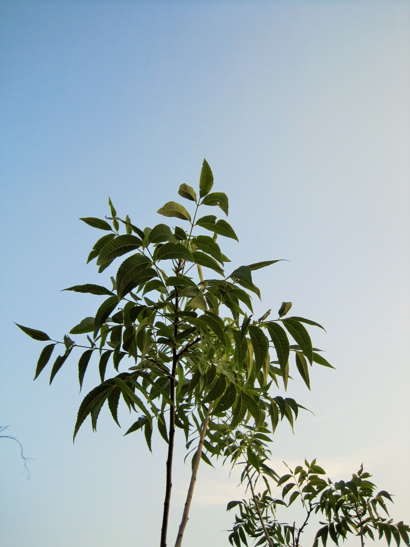 tree nut pecan free photo