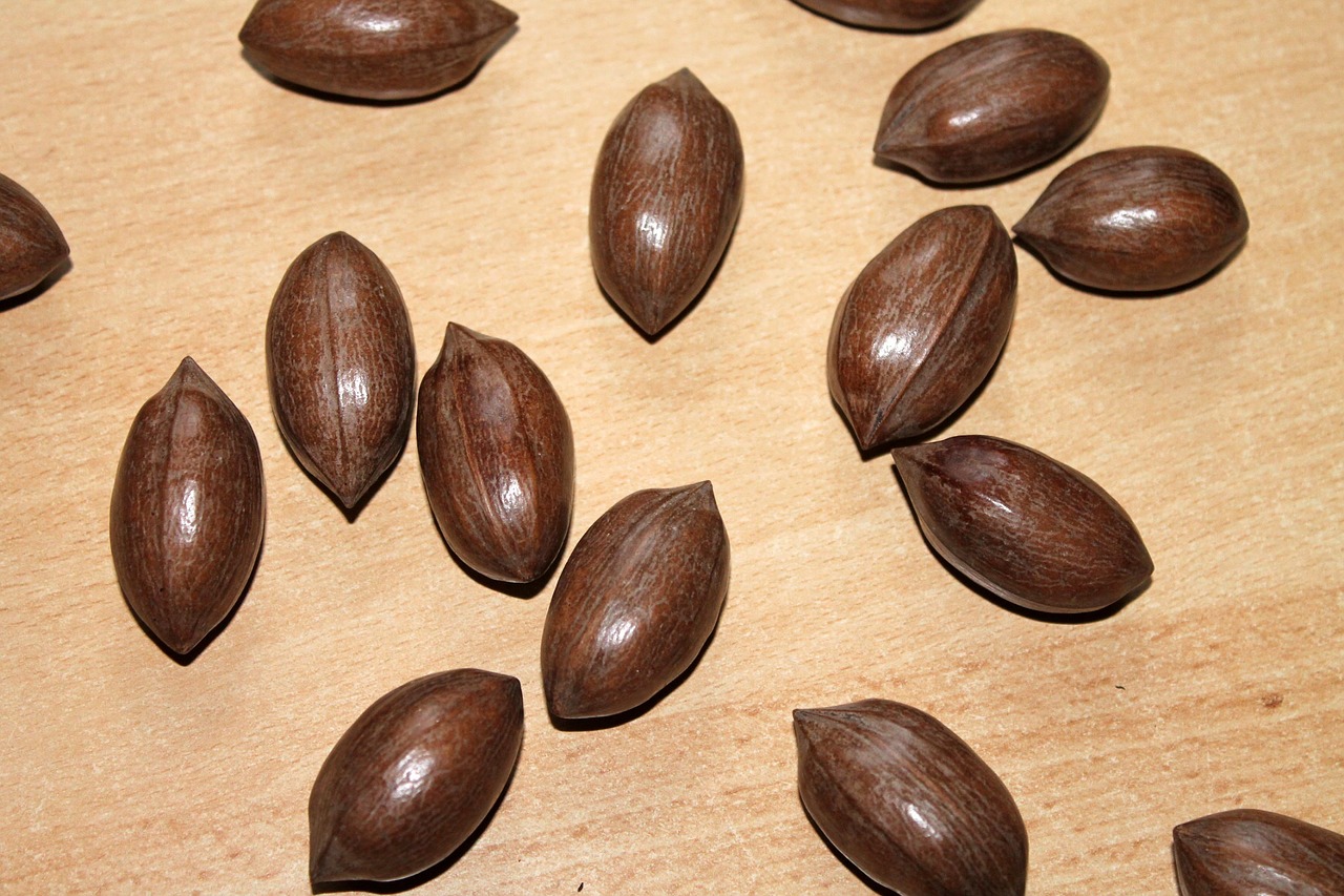 pecans nut brown free photo