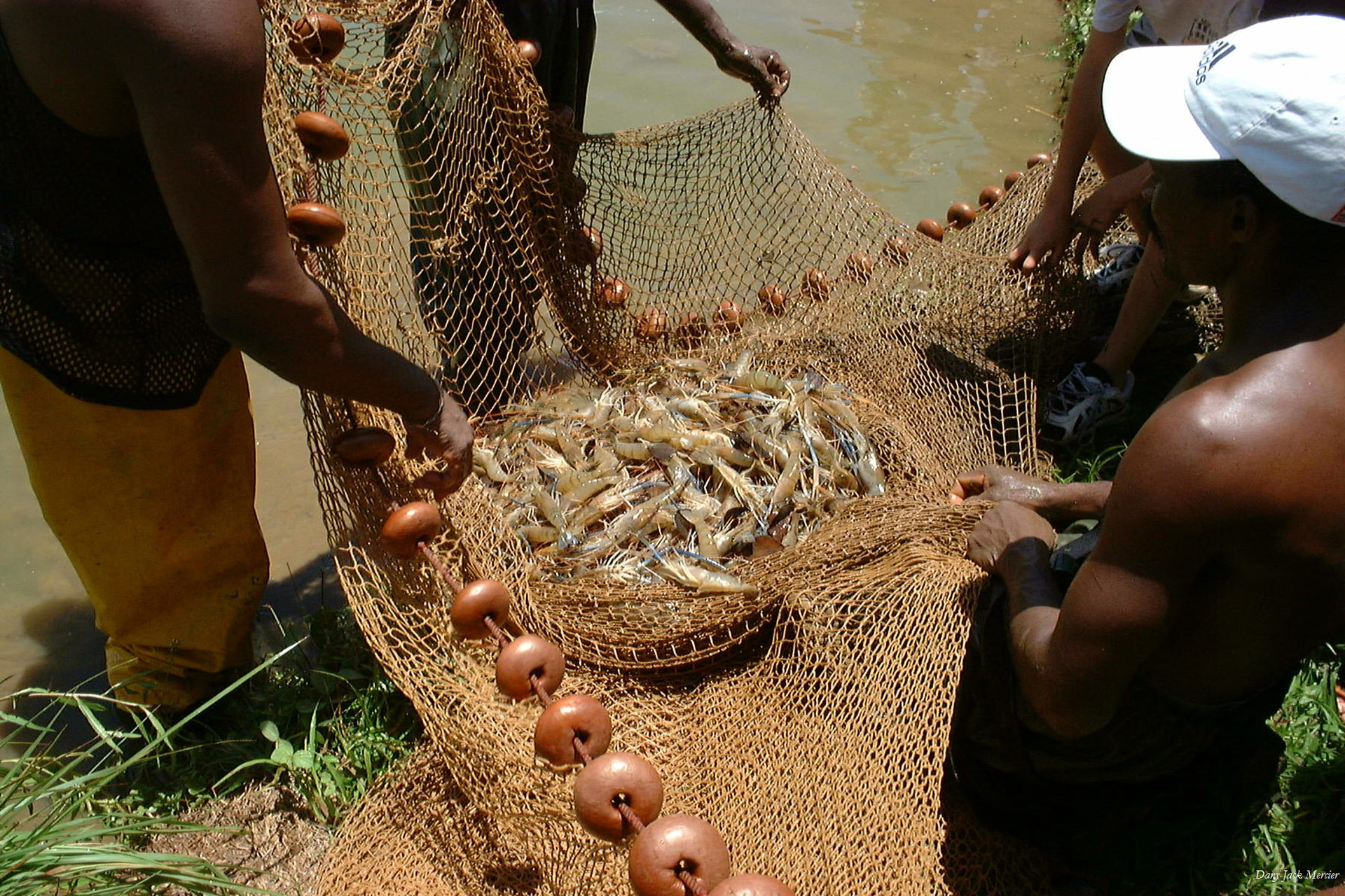 shrimp crayfish fishing free photo