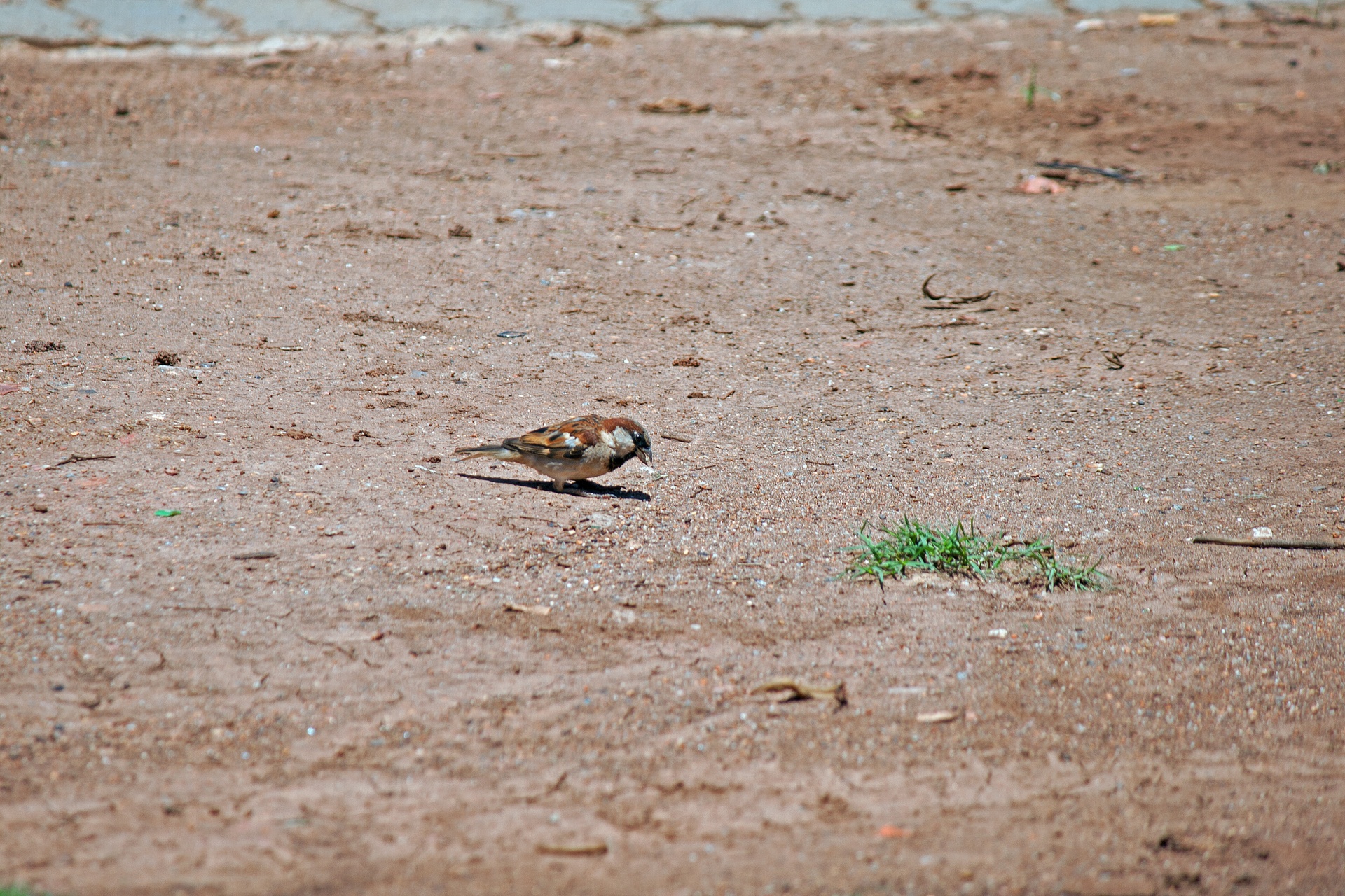 bird sparrow ground free photo