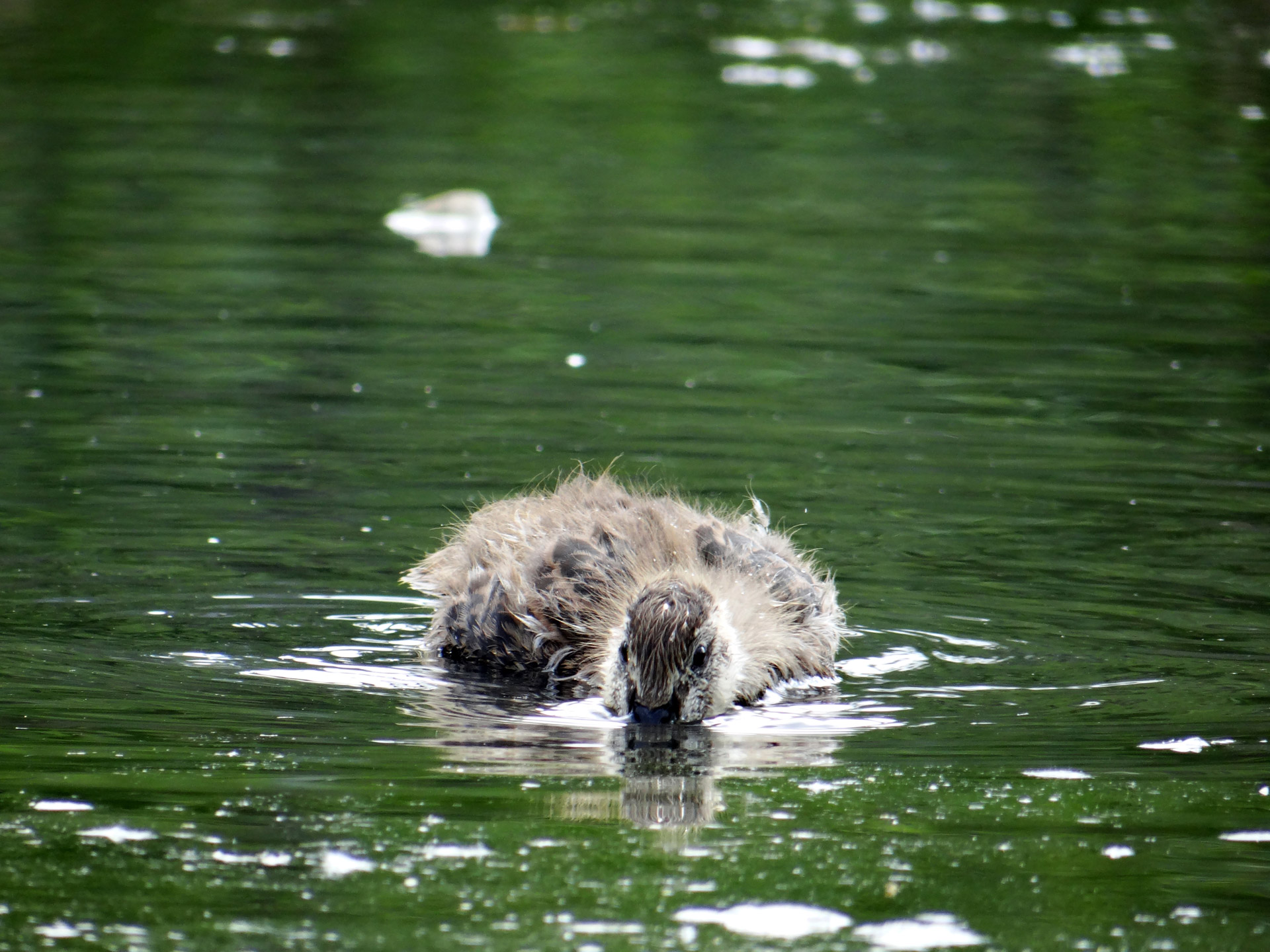 duckling peek-a-boo hunt food free photo