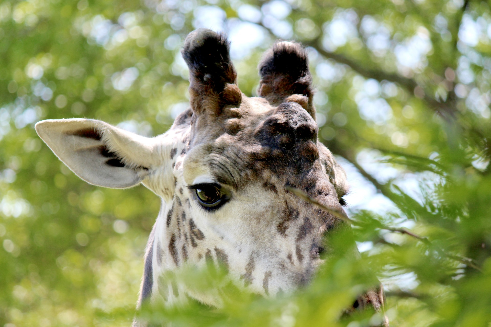 peek boo giraffe mammal free photo