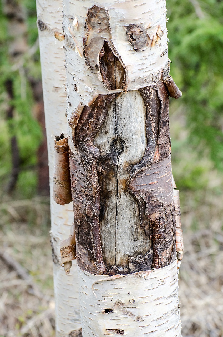 peeling bark tree trunk free photo