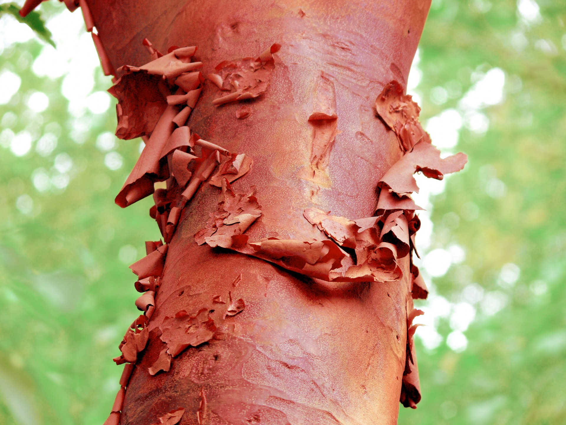 bark peeling red free photo