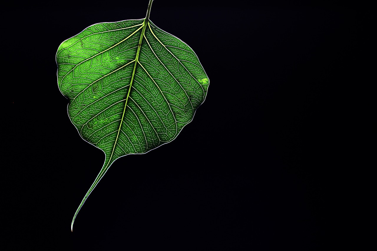 peepal  leaf  green free photo