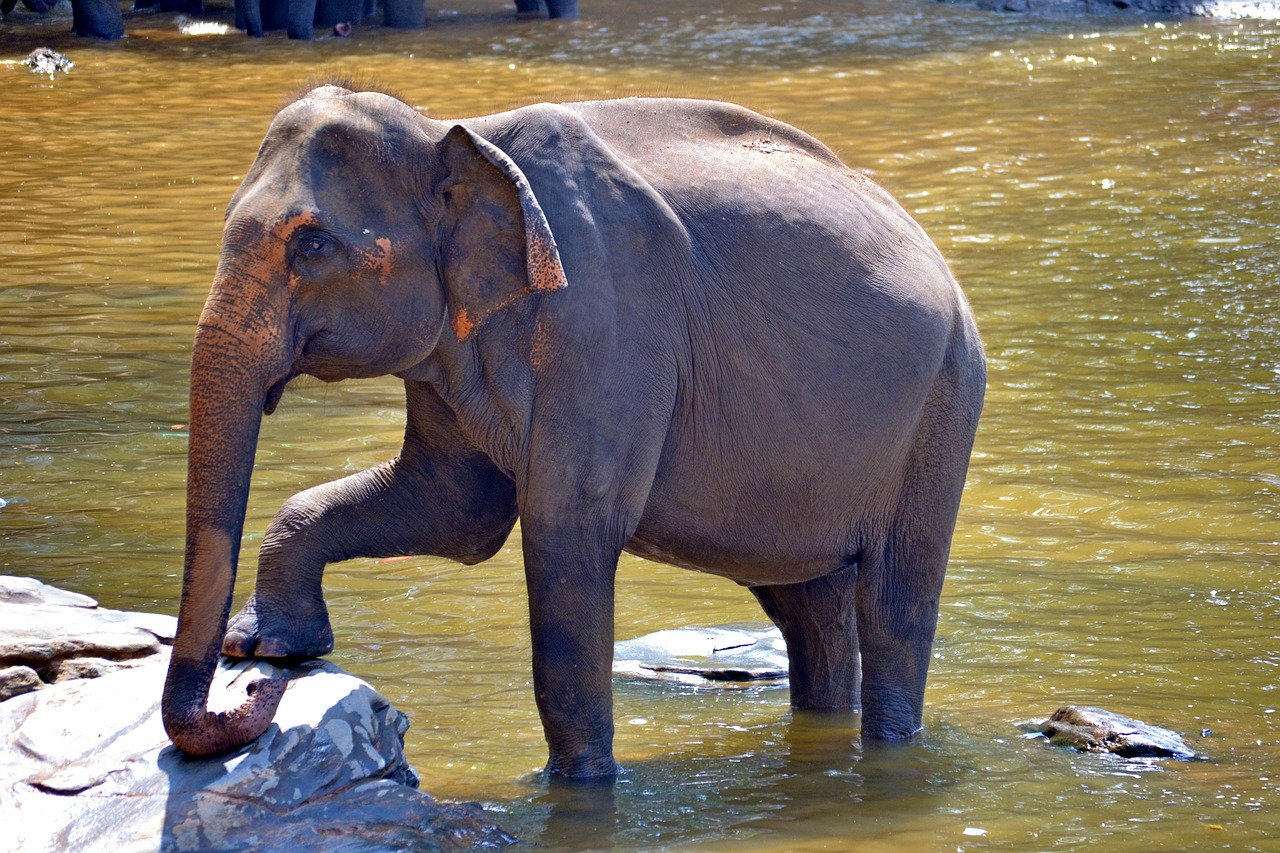 pegnent elephant elephant mom elephant free photo