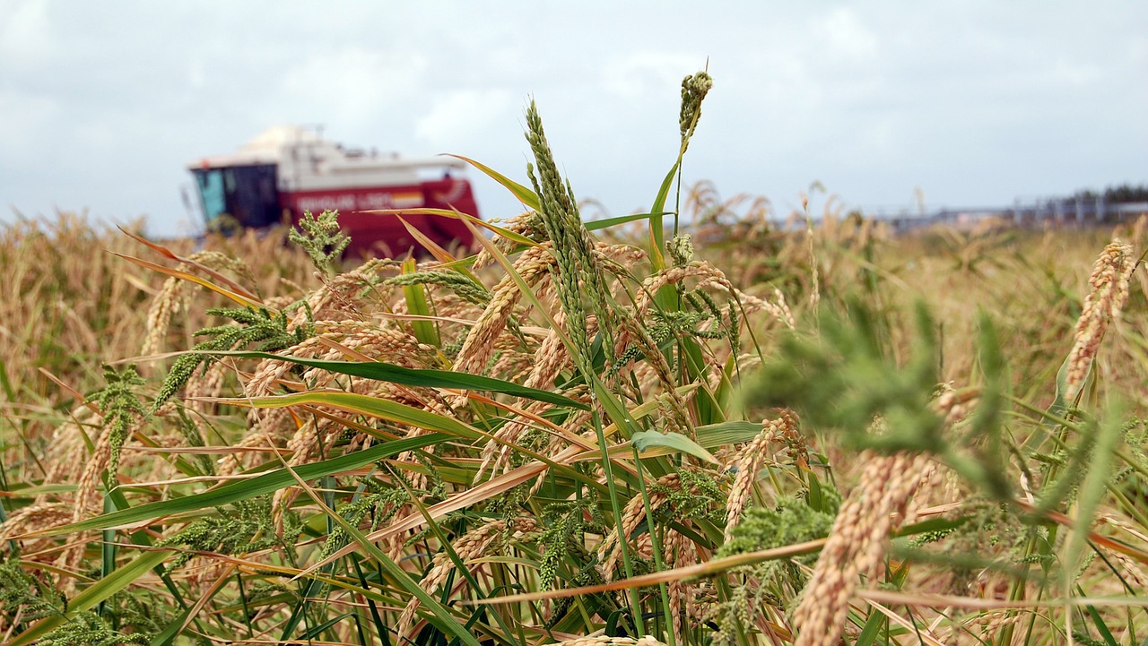 pego-oliva marsh rice mowing free photo