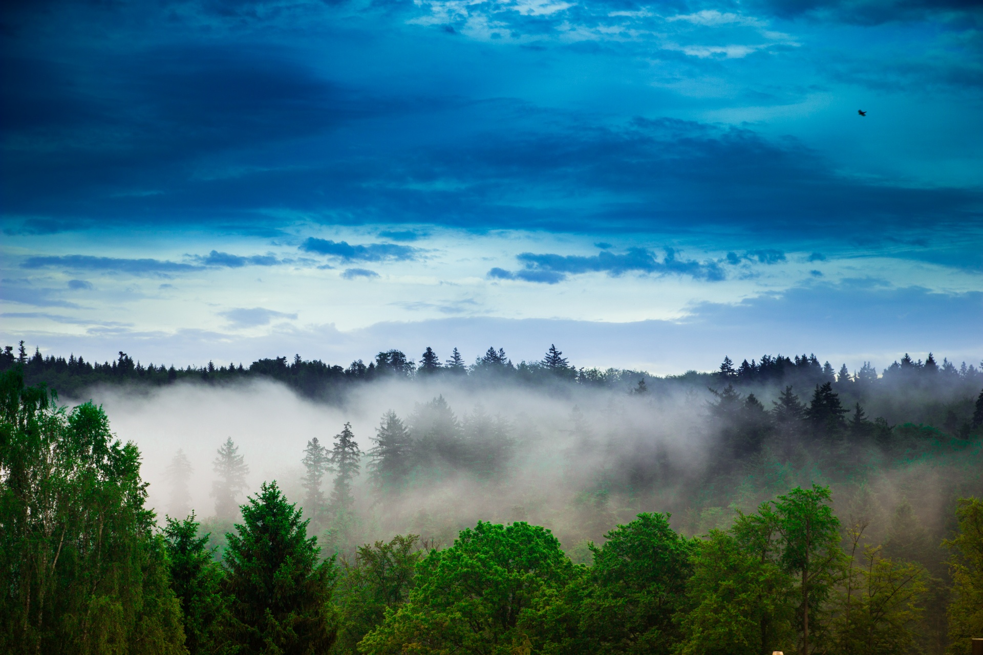 hill fog landscape free photo