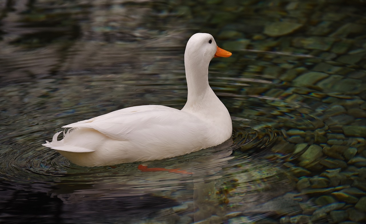 peking duck white mallard free photo