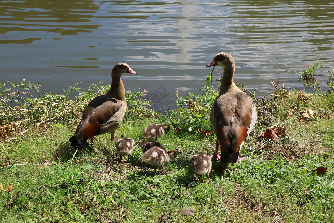 peking duck duck american peking duck free photo