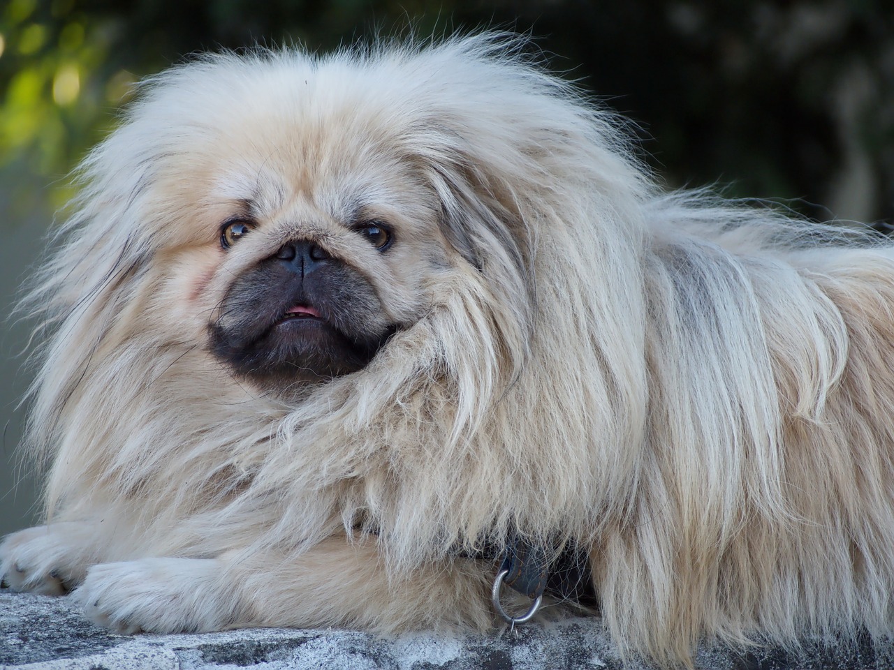 pekingese  dog  chinese dog free photo