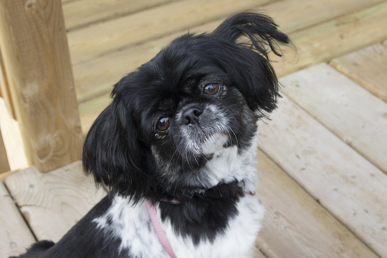 pekingese dog puppy free photo