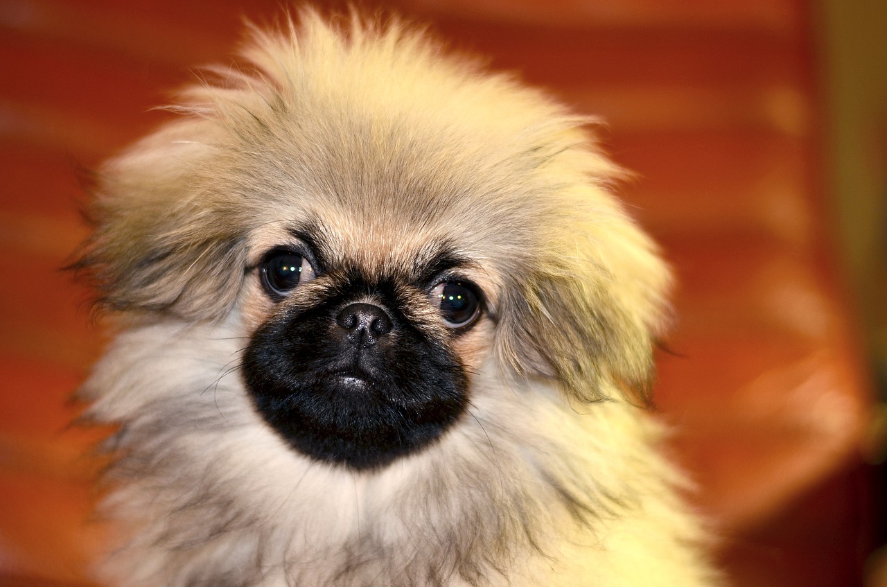 pekingese  puppy  dog free photo