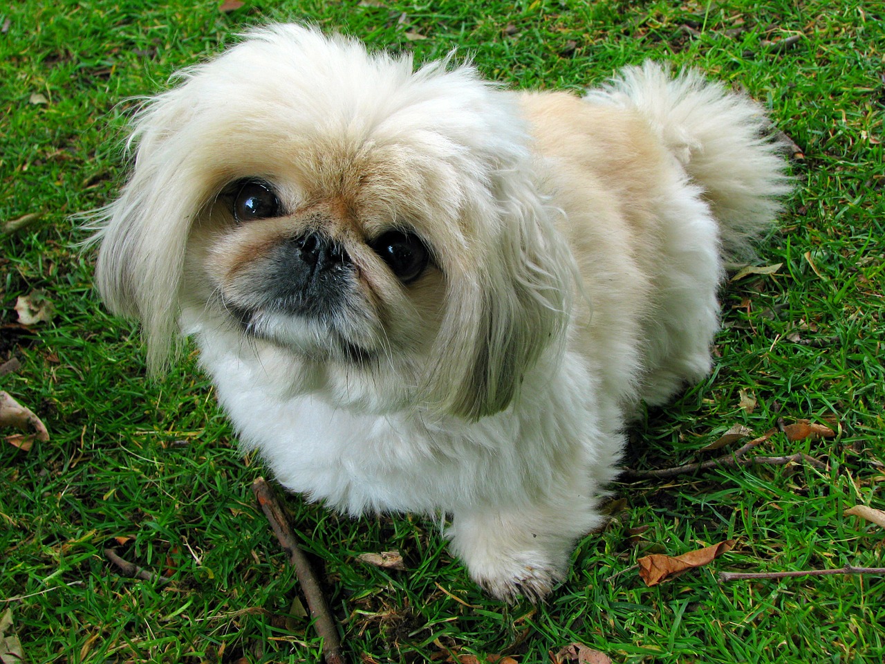 pekingese dog pet free photo