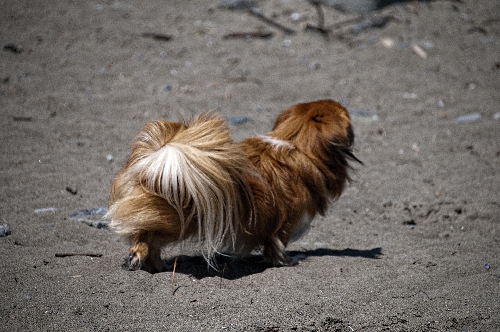 dog dogs pekingese free photo