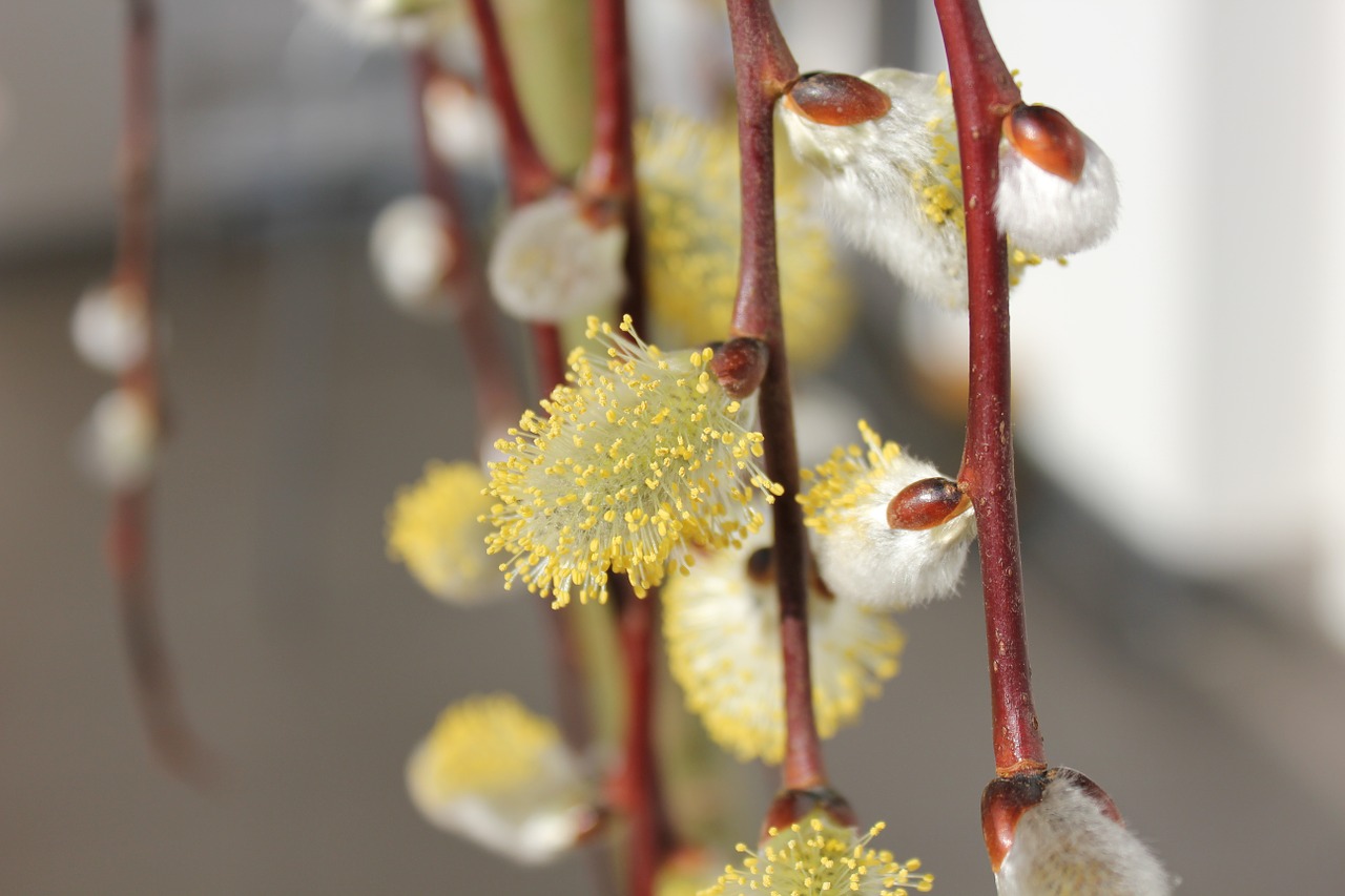 pel spring flower free photo