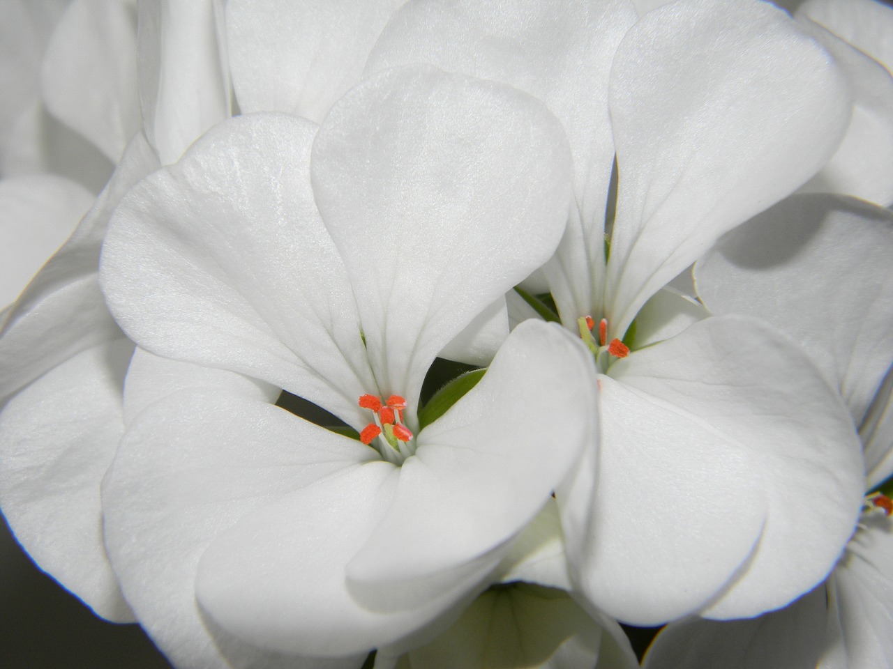 pelargonium white flower free photo