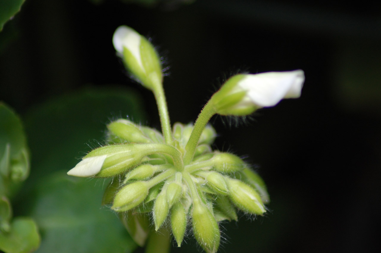 geranium pelargonium flower free photo