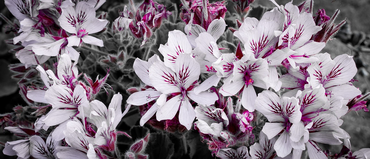 pelargoniums  pink  geranium free photo