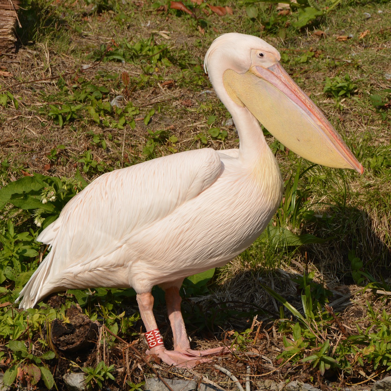 pelican animal bird free photo
