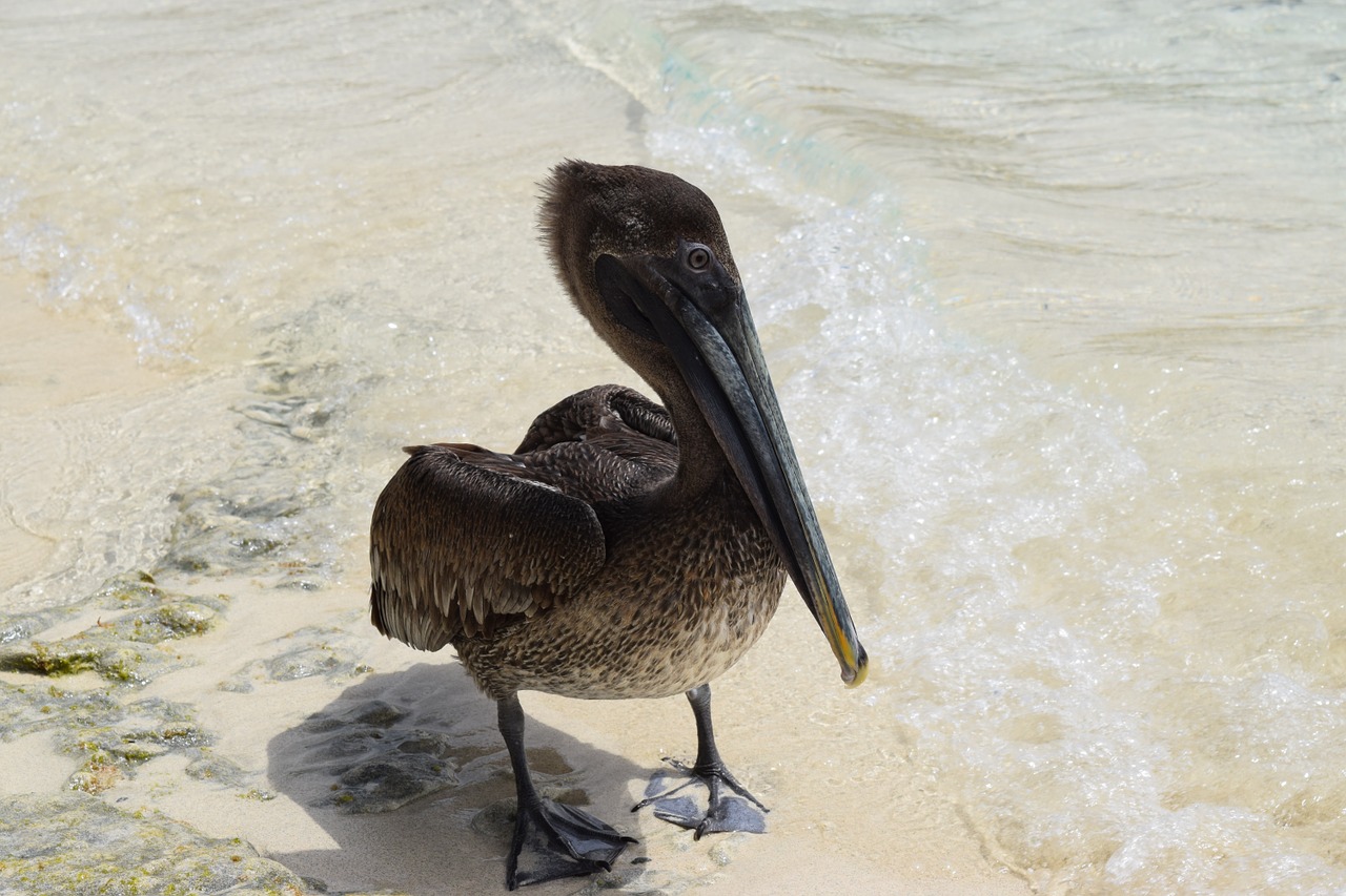 pelican animal beach free photo