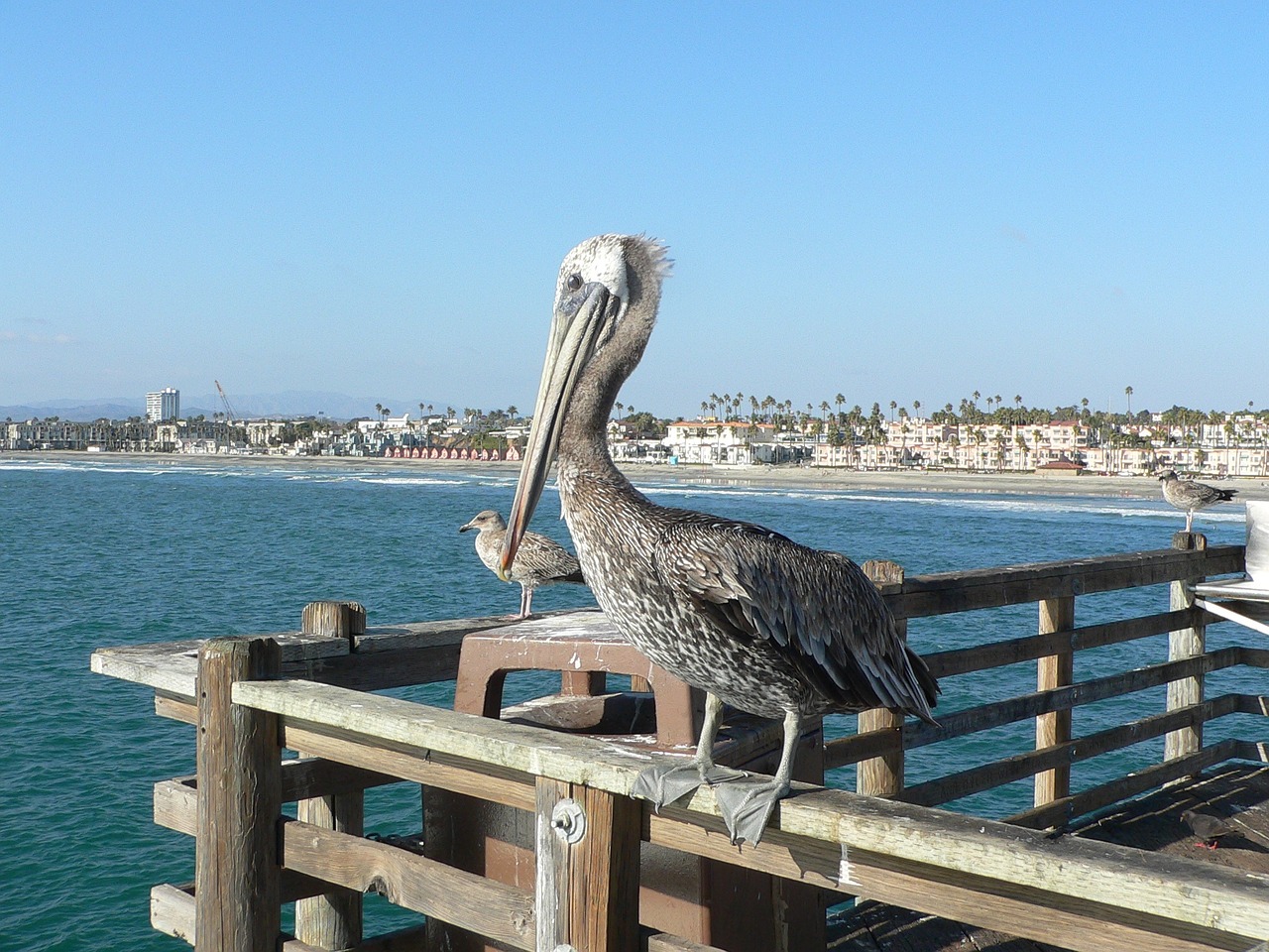 pelican florida bird free photo