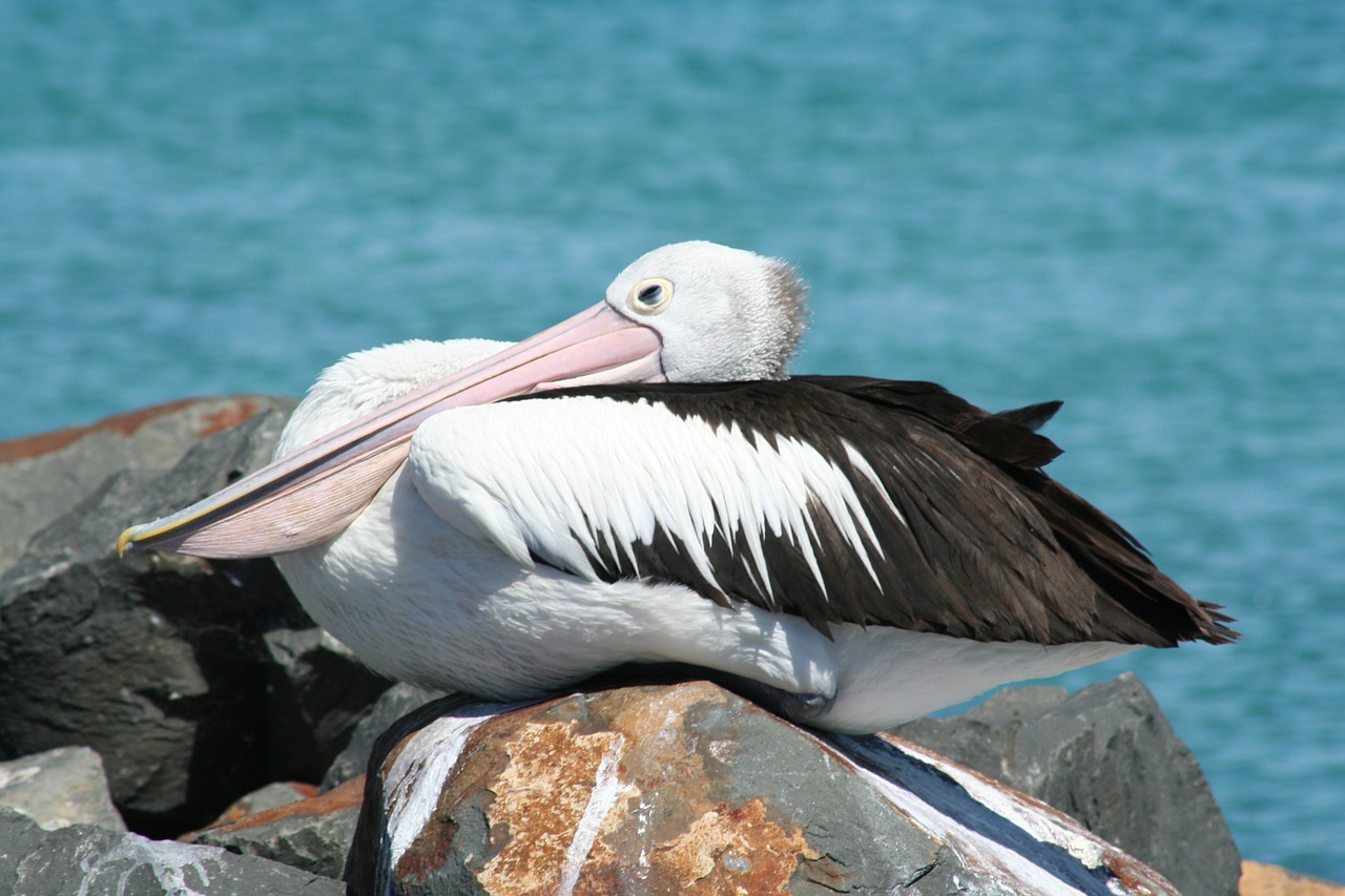 pelican sydney australia australia free photo