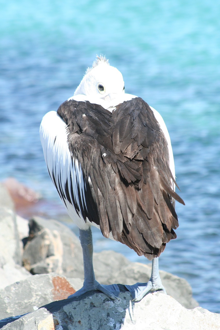 pelican australia bird free photo
