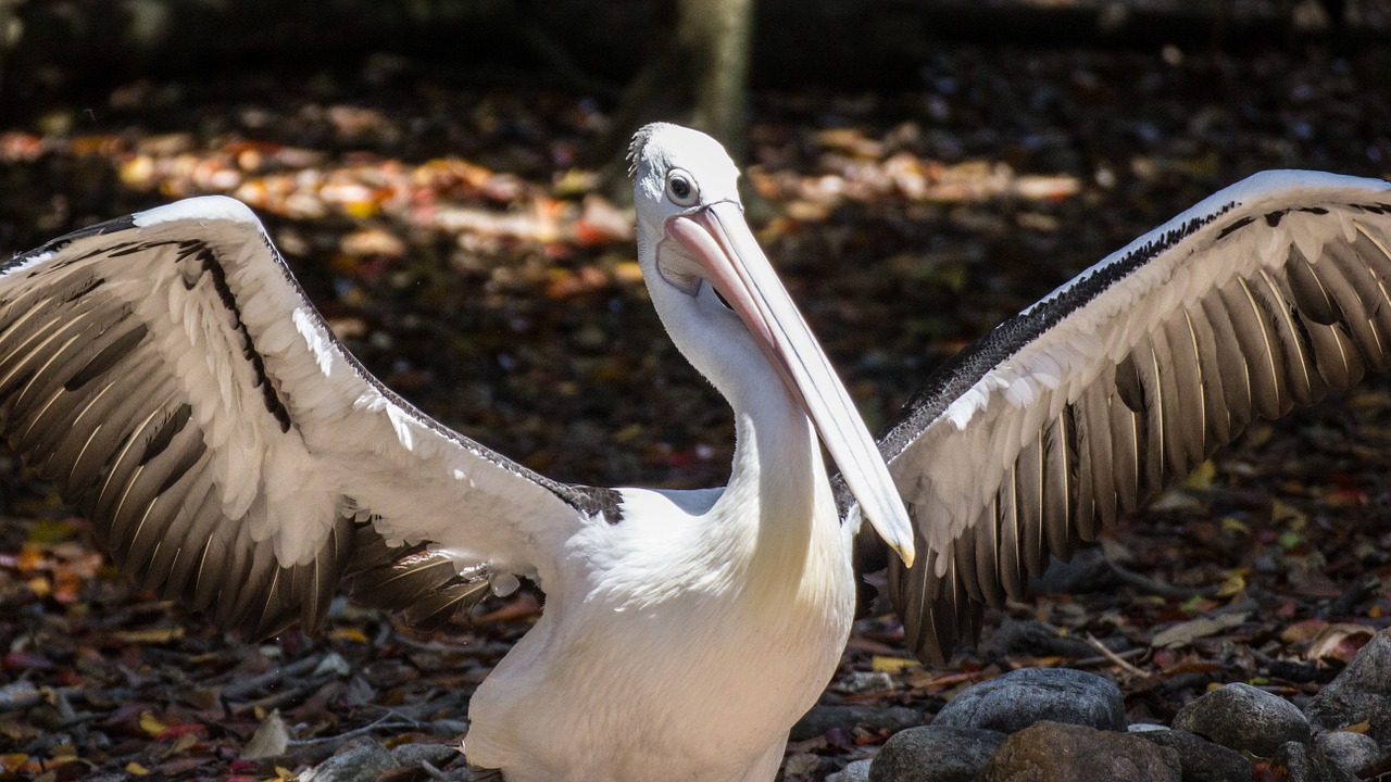 pelican wings animal free photo