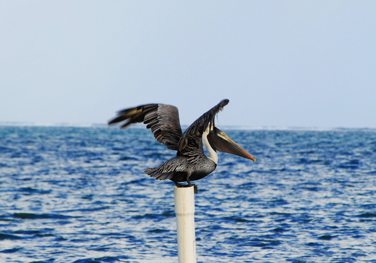 pelican belize bird free photo