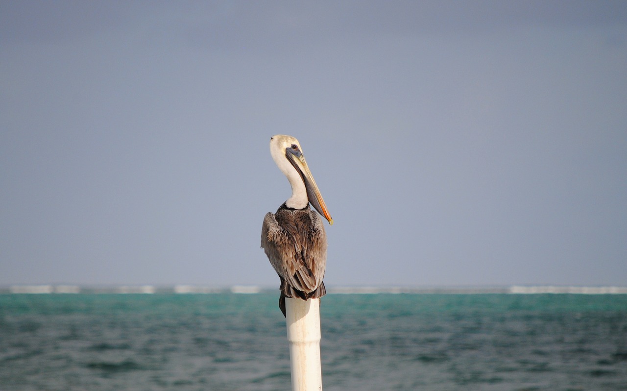 pelican belize bird free photo