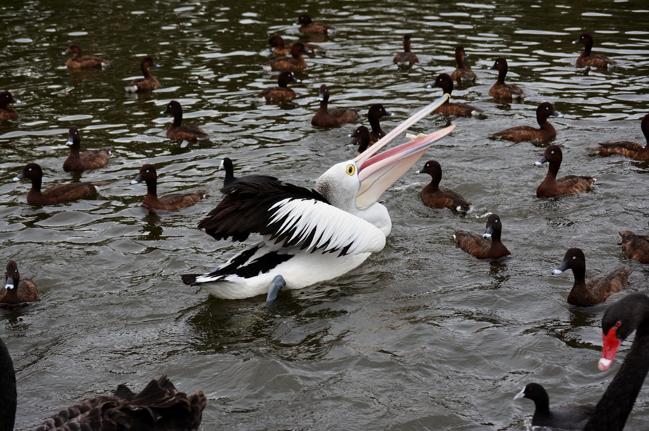 pelican bird water bird free photo