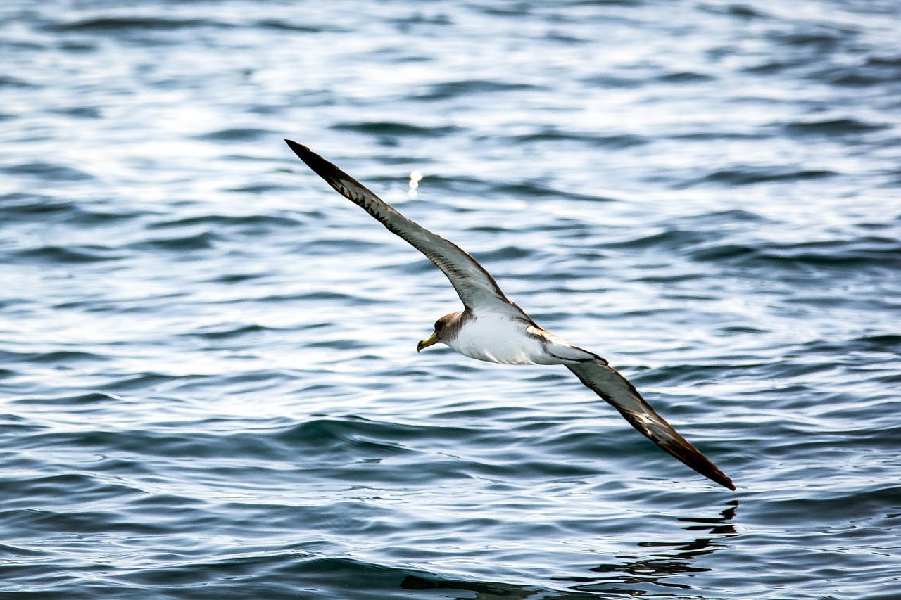 seagull gull water free photo