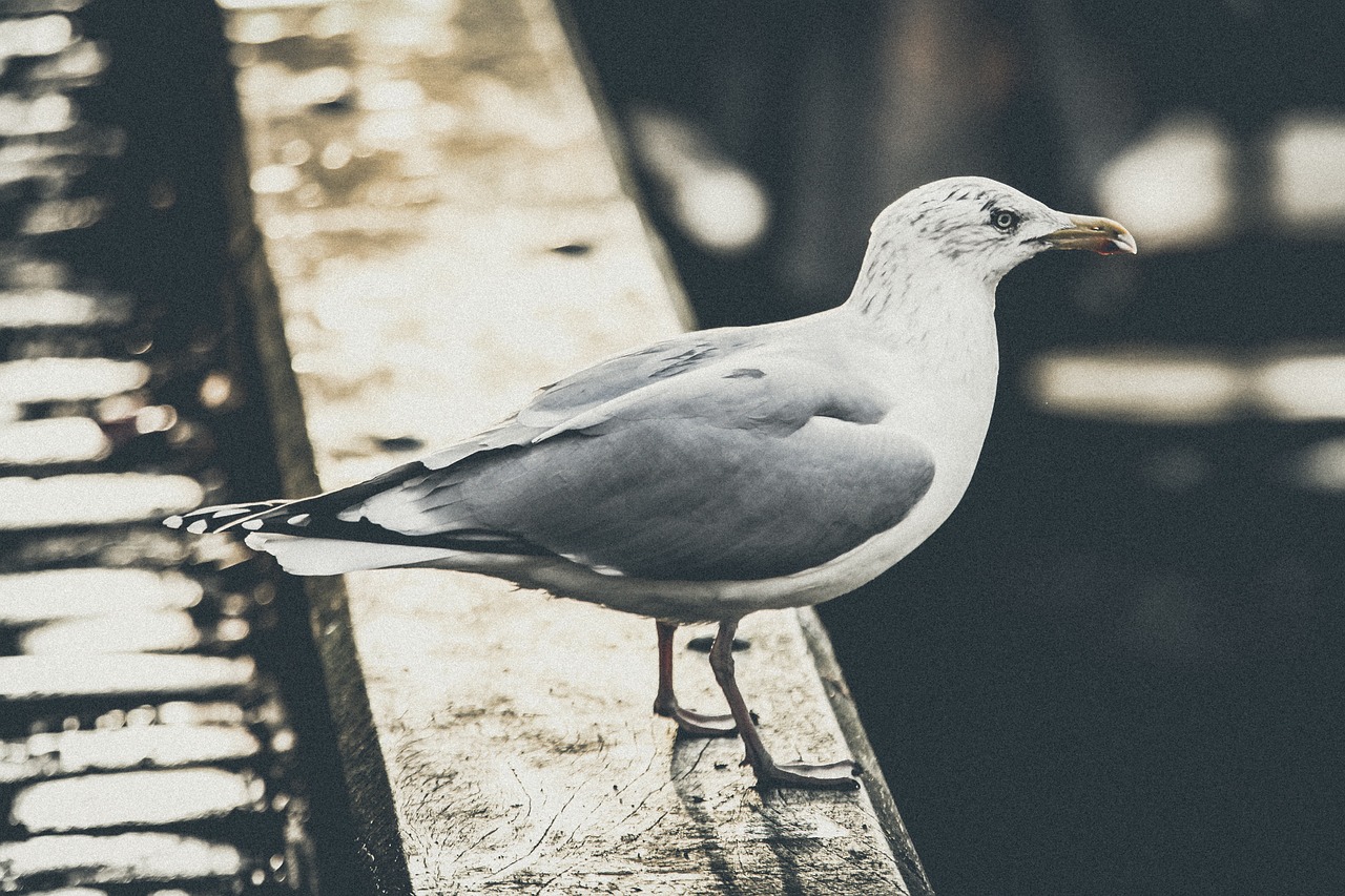 seagull gull bird free photo