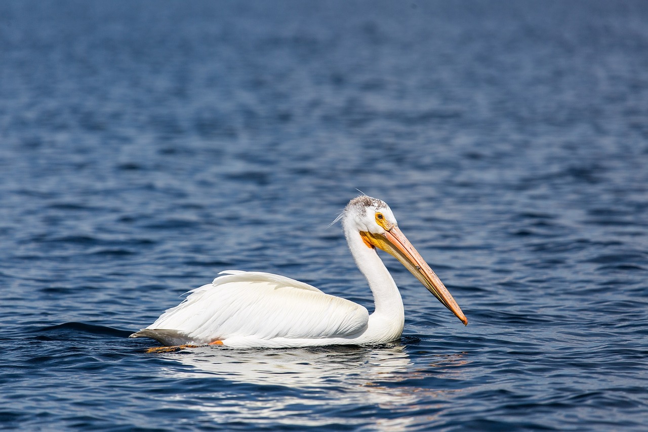 pelican bird wildlife free photo