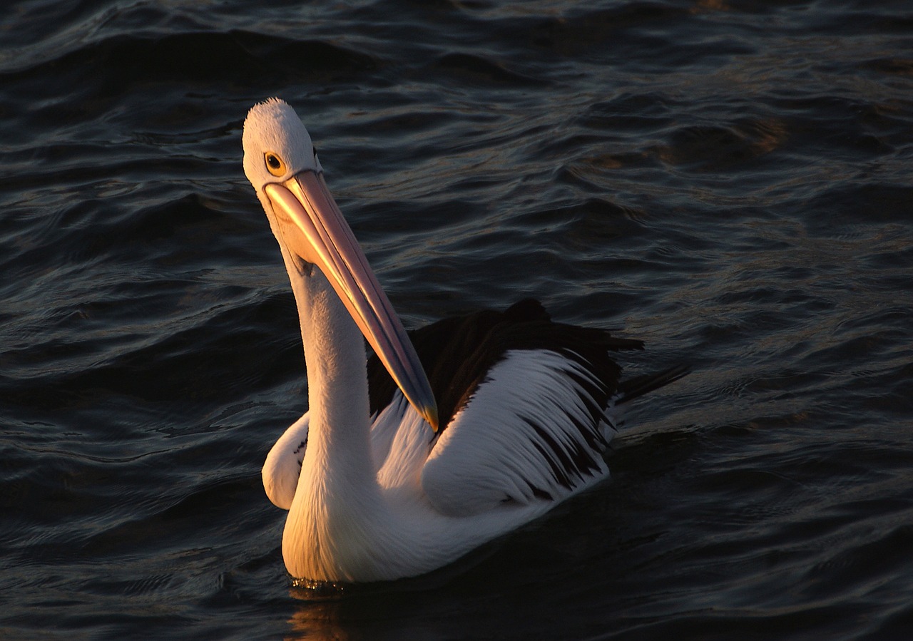 pelican beak water free photo