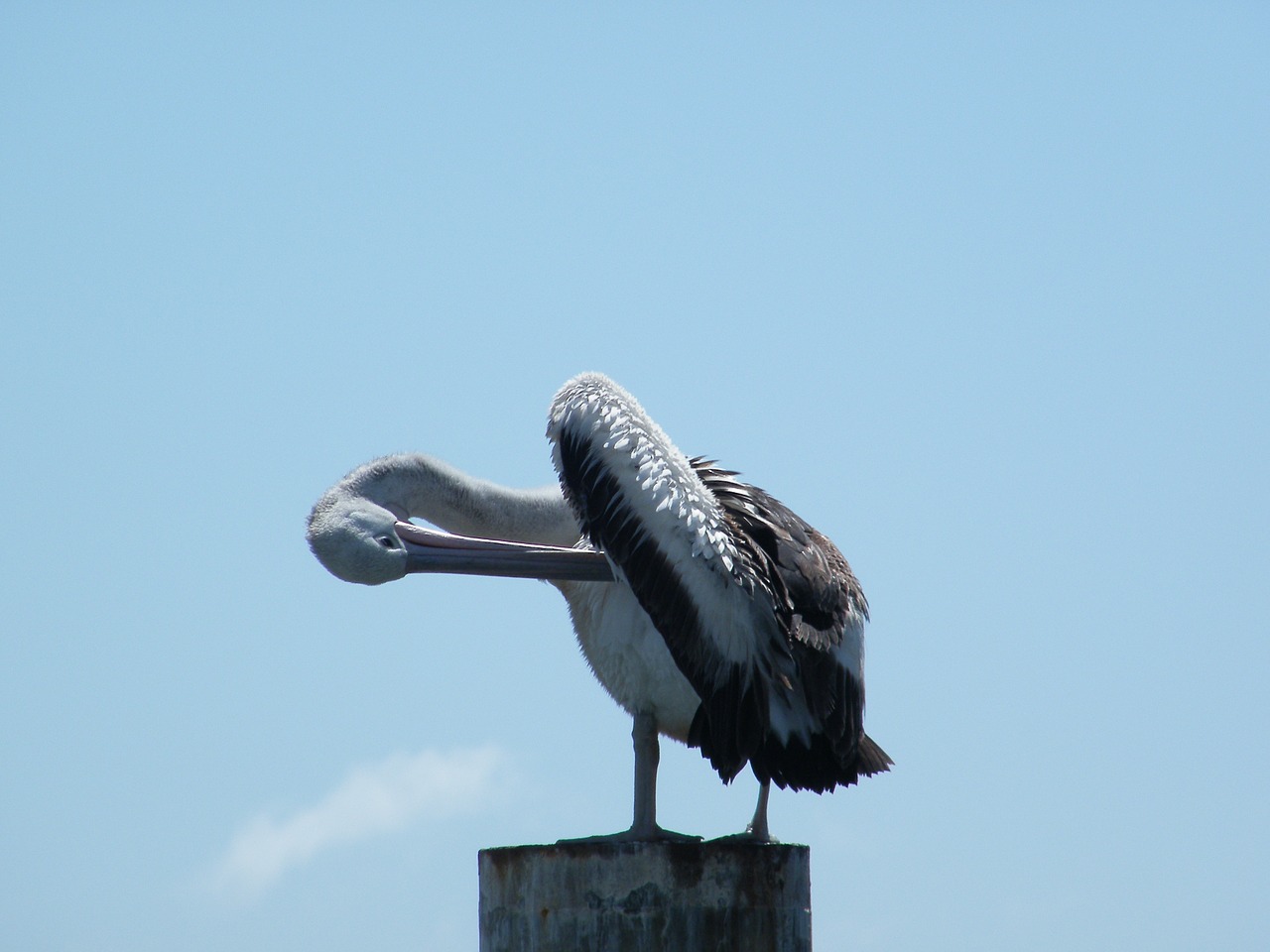 pelican bird sea life free photo