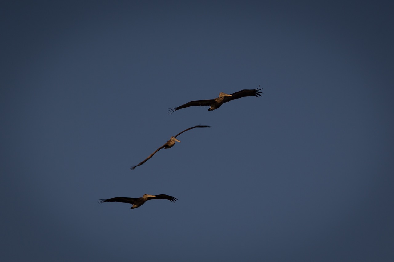 pelican bird fly free photo