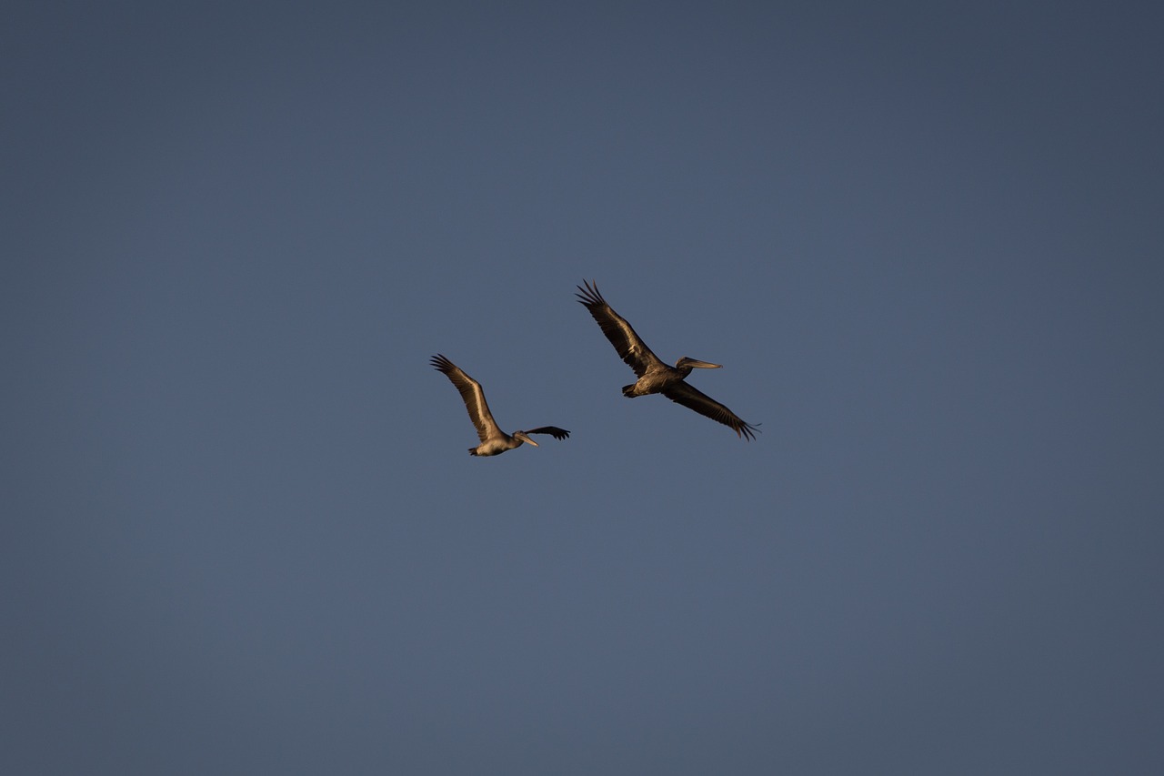 pelican bird fly free photo