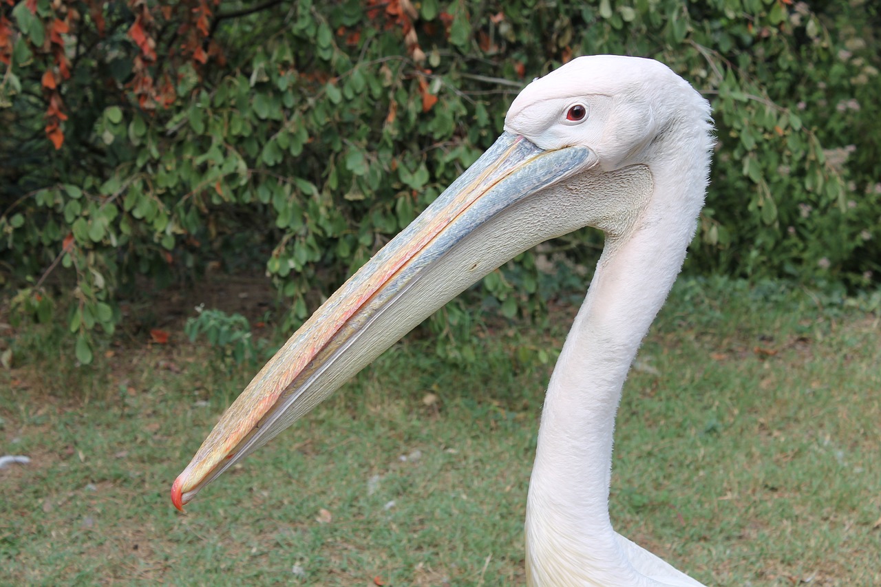 pelican bird zoo free photo