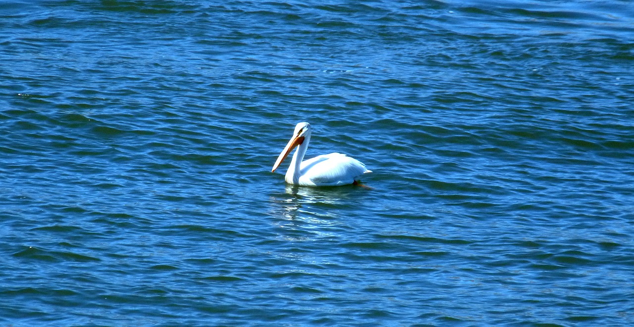 pelican bird large free photo