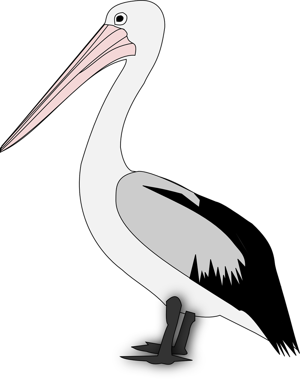 pelican bird animal free photo